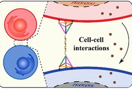 Cell Communication and Signaling今年影响因子、预警怎么样？版面费多少？