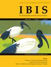 Ibis