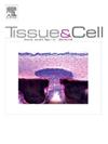 Tissue & cell