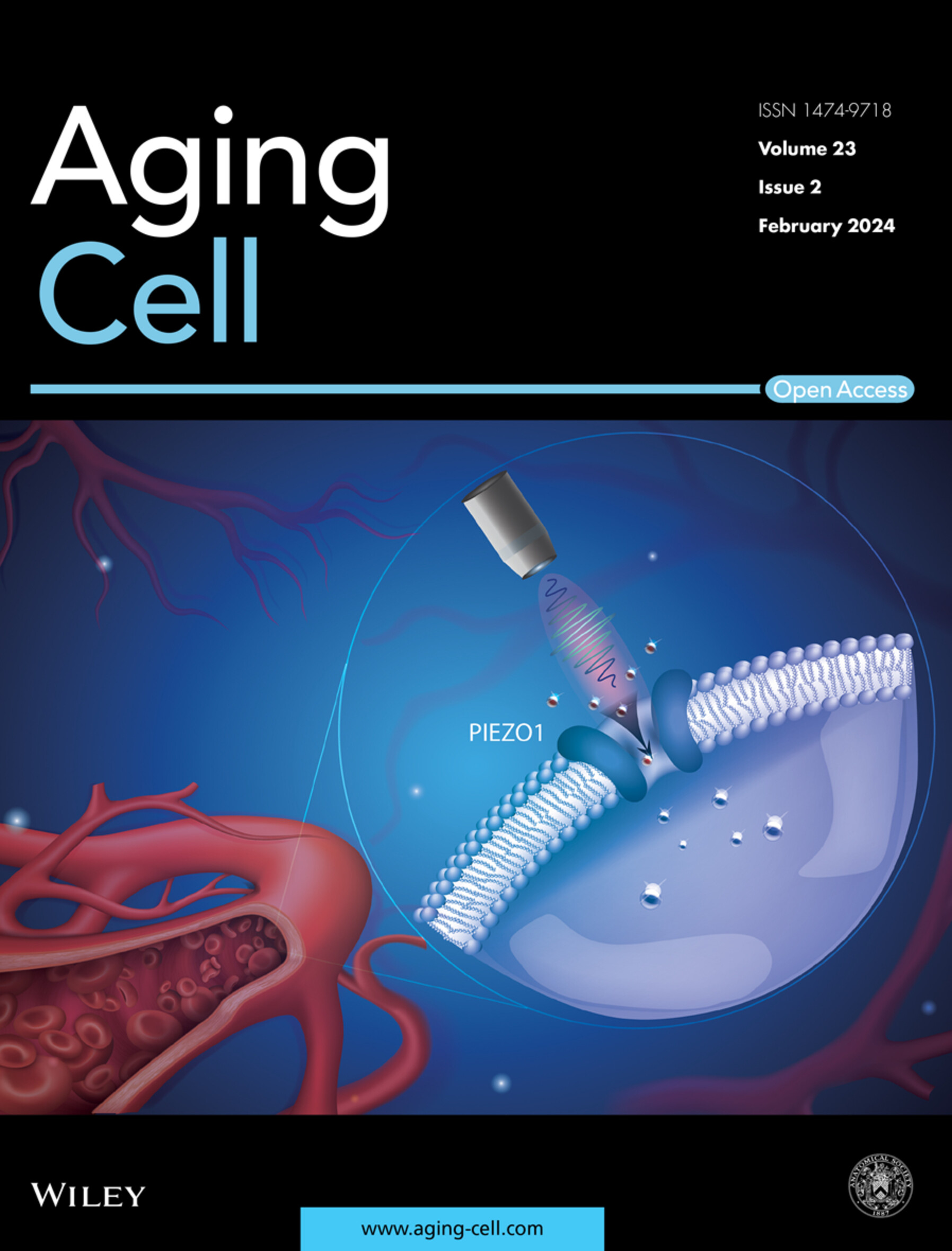 Aging Cell | 哈尔滨医科大学牛玉存/仲雷揭示周期性蛋白质限制饮食延长寿命 - Book学术