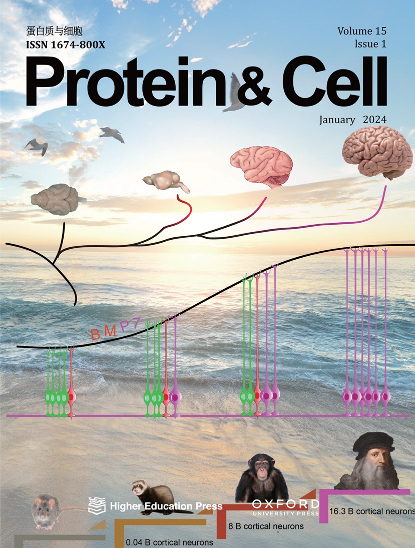 Protein & Cell